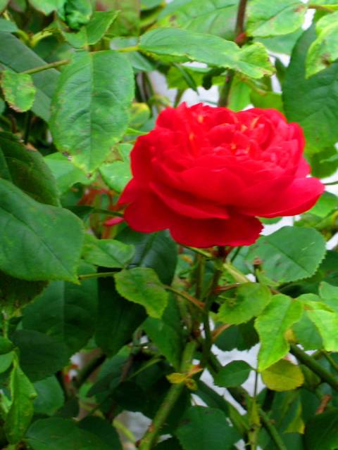 Home: A single red rose