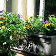 Window Box