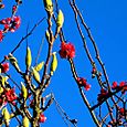 Magnolia