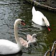 Swan Family