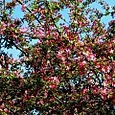 Blossom Tree