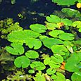 Water lilies