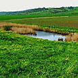 Marsh Pond