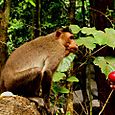 Monkey and apple