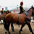 Horses