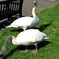 Swans