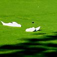 Algae
