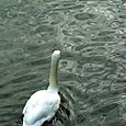 Swanning around