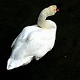 Swan