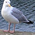 Big Gull