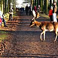 Deer crossing