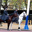 Police Horses