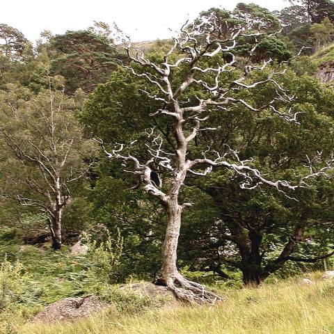 Lightning tree