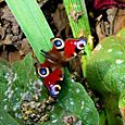 Butterfly on leaf