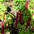 Love lies bleeding