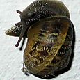 Snail