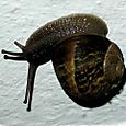 Snail