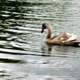 Cygnet