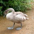 Cygnet