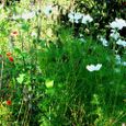 Meadow Flowers