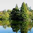 Tree reflection