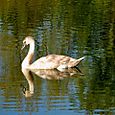 Cygnet reflection