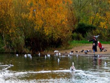 Birds and boy with bread