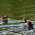 Chinese ducks