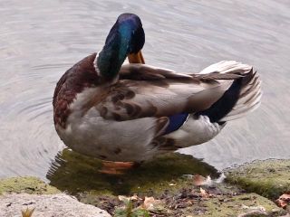 Battersea Duck
