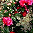 Camellia