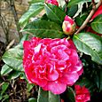 Camellia