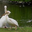 Pelican crossing