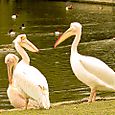 Pelicans