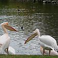 Pelicans