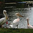 Pelicans in St James's Park