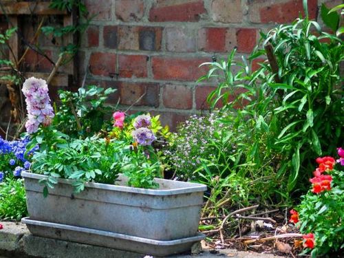 Cottage garden