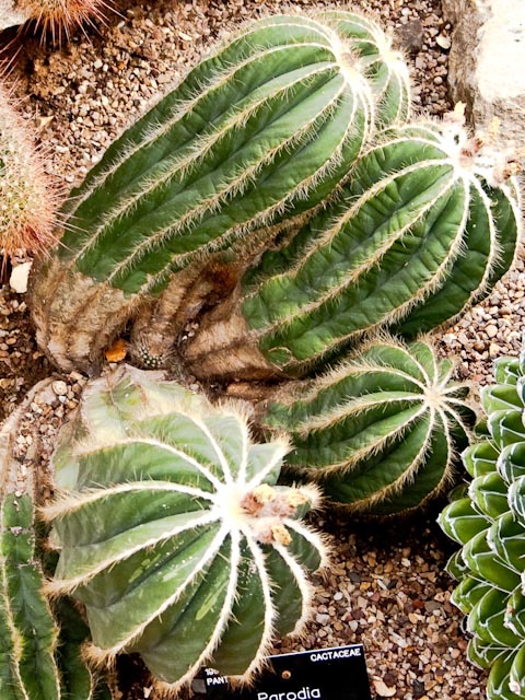 Cactus