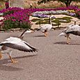 Excited Goslings