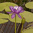 Water Lily