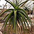 Spider cactus