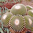 Pumpkin cactus