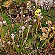 Venus Fly Traps