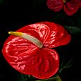 Anthurium