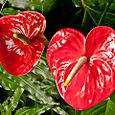 Anthuria