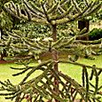 Monkey Puzzle