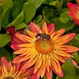 Insect on orange flower