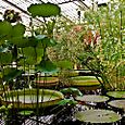 Water Lily House