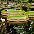 Lily Pads