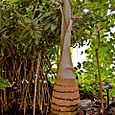 Bottle Palm