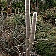 Phallic cactus